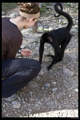  Foto de Macaco no Parque Machia por thekjkev e sob a licença Creative Commons. 