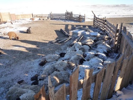 O severo inverno e a falta de alimentos para os animais estão levando o gado na Mongólia a perecer. Imagem courtesia do Cambridge Mongolia Development Appeal.