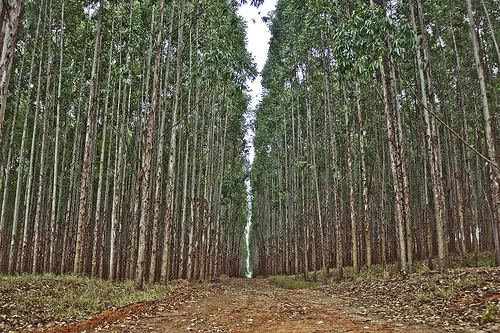Una fitta piantagione di eucalipti. Foto di Cássio Abreu