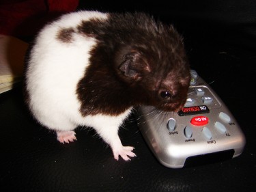 "Hamster tentando utilizar o controle remoto." Foto por blackpawn. (CC BY-NC-SA 2.0)
