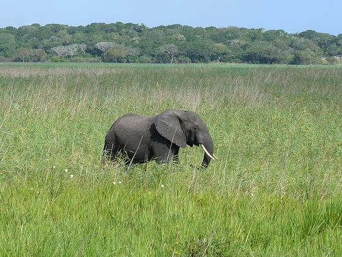 Elefante na Reserva Natural de Maputo. Foto de Leandro's World Tour no Flickr (CC BY 2.0)