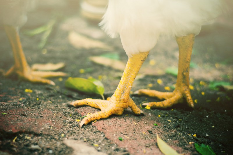 The Amazing Feet of Chickens. Foto: Flickr by David Goehring (CC BY 2.0)